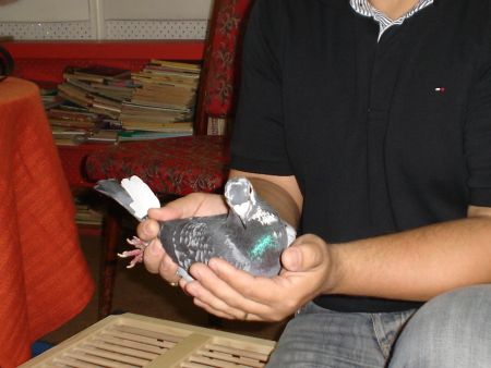 Podujatie pod názvom Poštové holuby sa uskutočnilo 12. 6. 2009 v Podduklianskej knižnici vo Svidníku.
